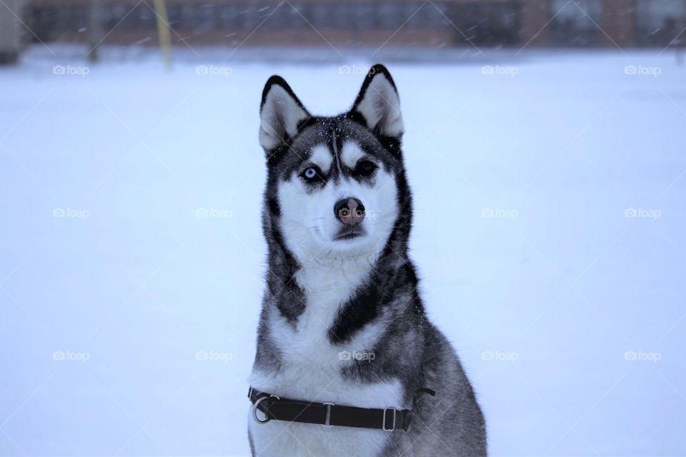 Portrait of husky dog