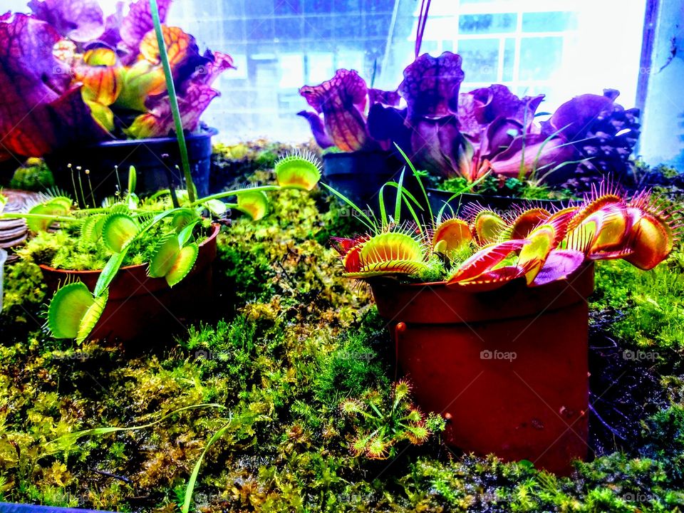 Venus fly traps