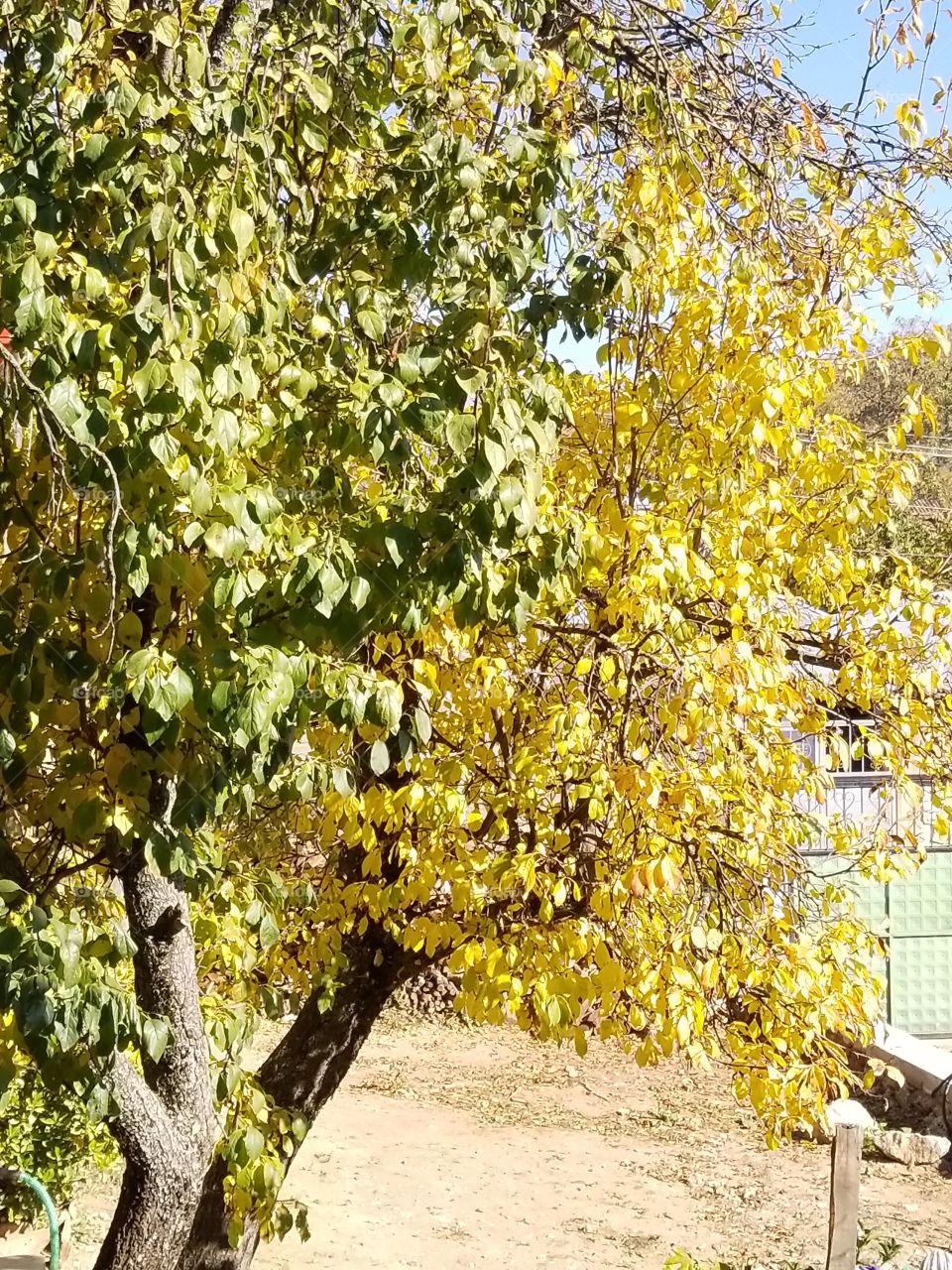 leaf yellow and green