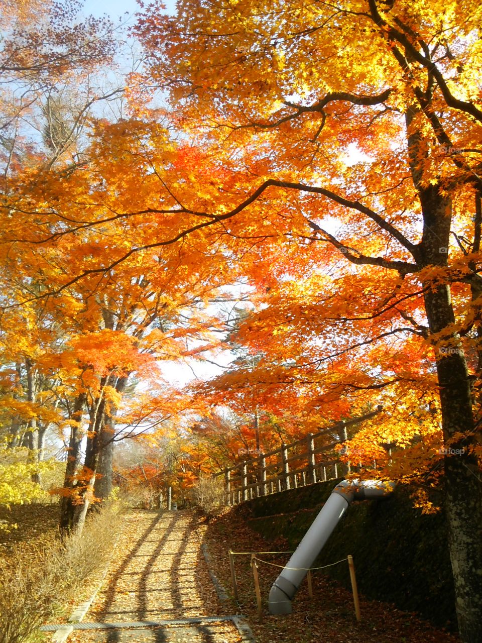 The autumn day. Japanese ''Kouyou''(*´ω｀*)