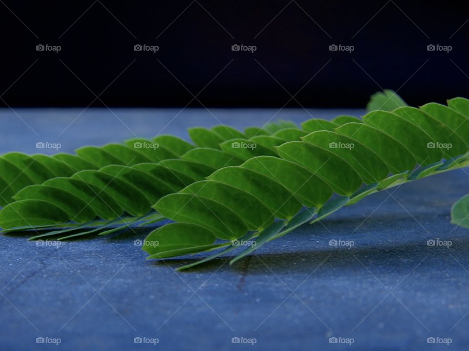 Mimosa Leaf • Macro Photograph 