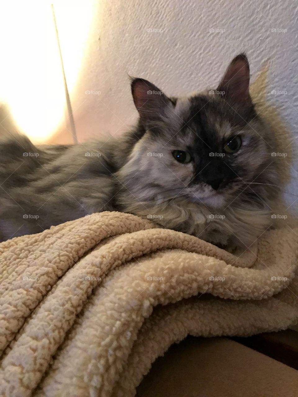 Layla the cat with bed head 