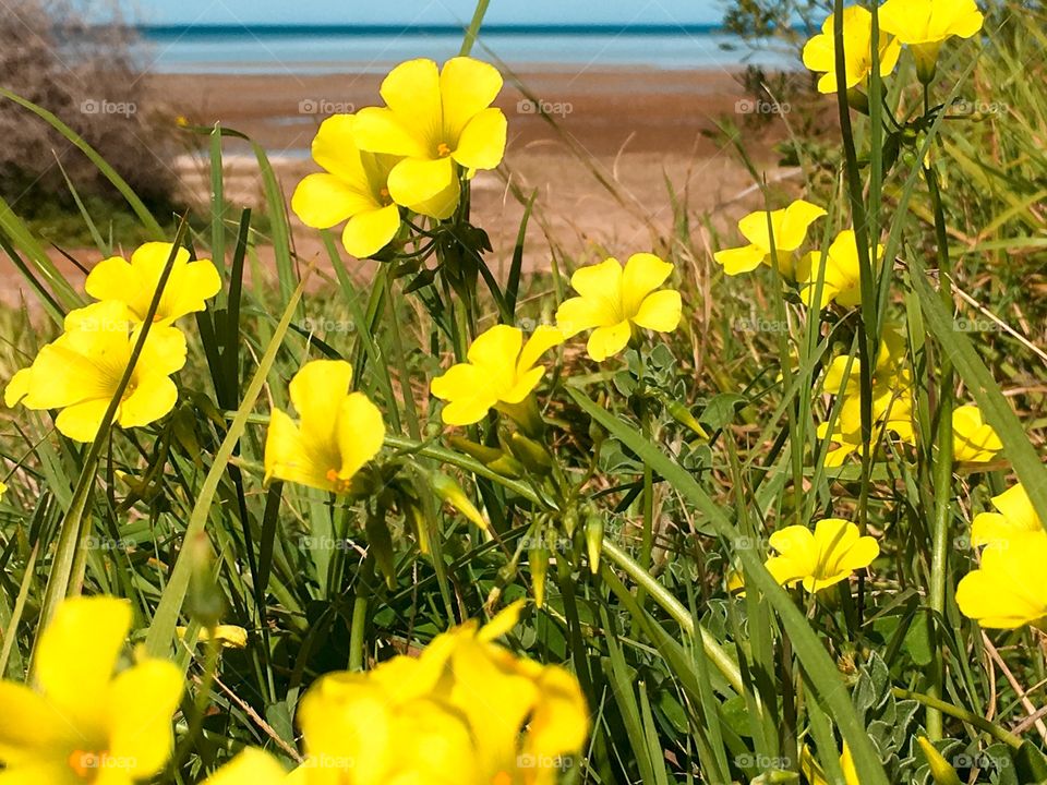 Yellow wildflowers on south Australia beach 