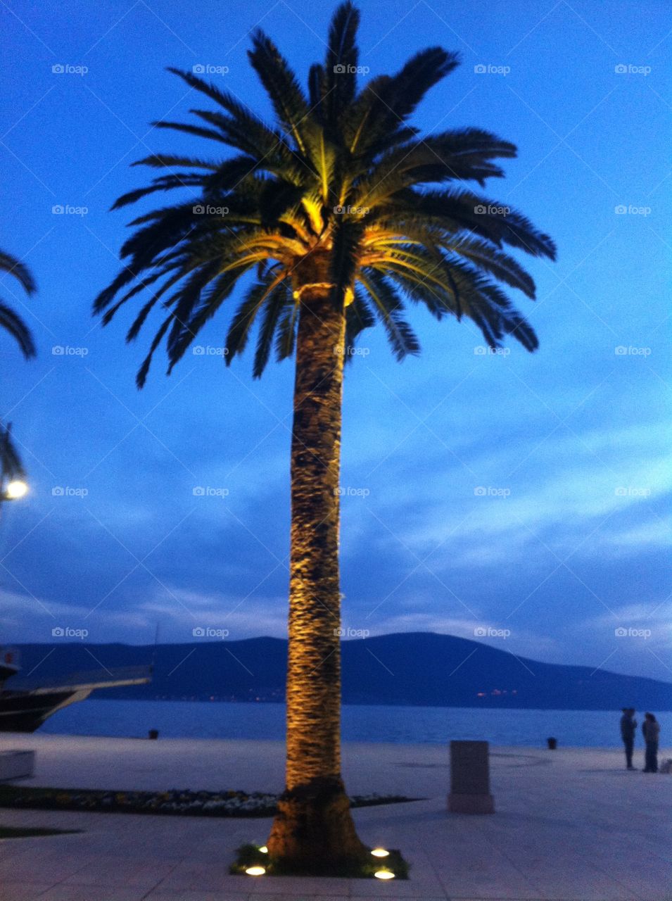 Palm tree in the evening 