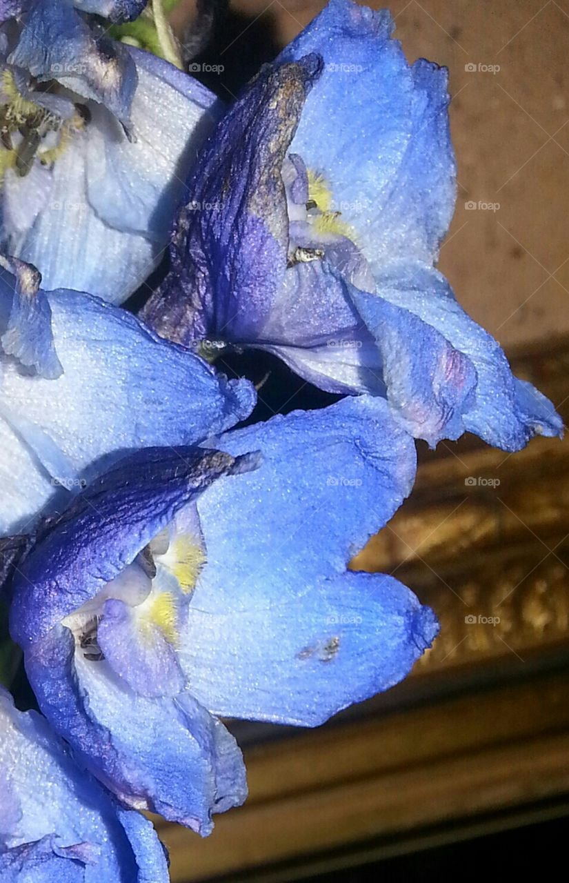 delphinium