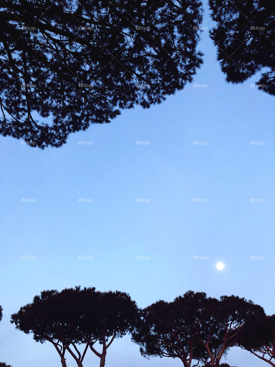 Pine trees on blue sky and moon 
