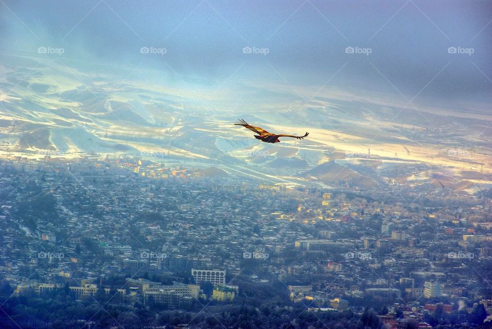 View of a flying bird