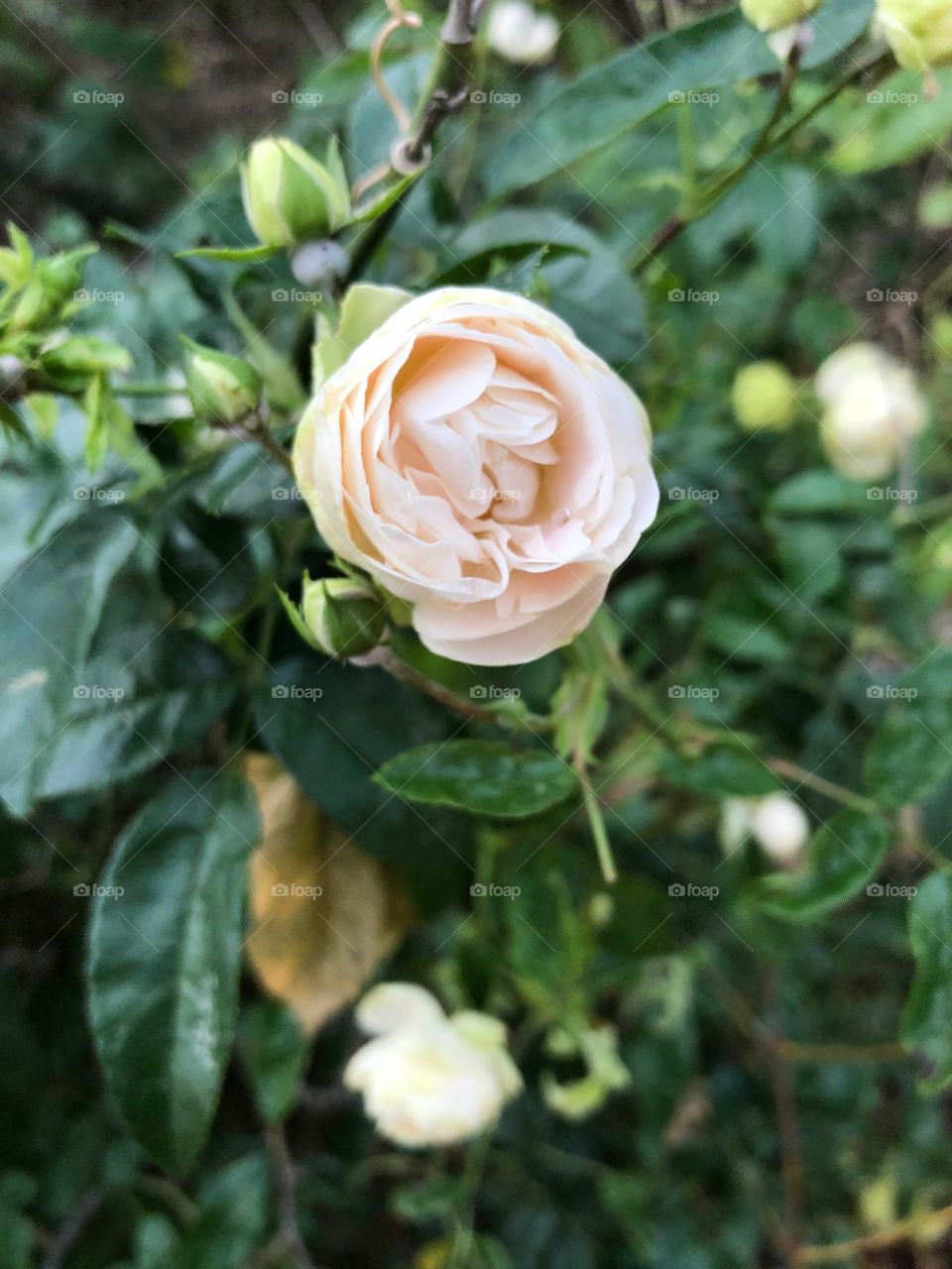 One Light pink flower surrounded by green leaves 