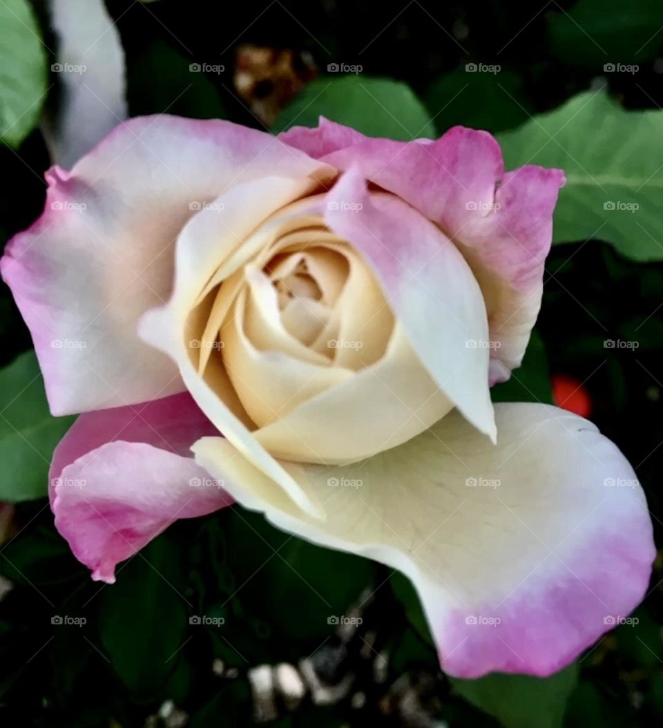 🌹 🇺🇸 Very beautiful flowers to brighten our day.  Live nature and its beauty. Did you like the delicate petals? / 🇧🇷 Flores muito bonitas para alegrar nosso dia. Viva a natureza e sua beleza. Gostaram das pétalas delicadas? 