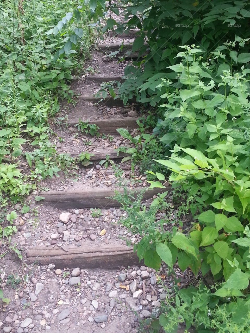 stairway to wilderness