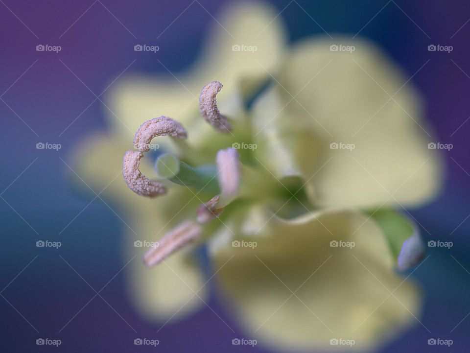 pollen of the flower