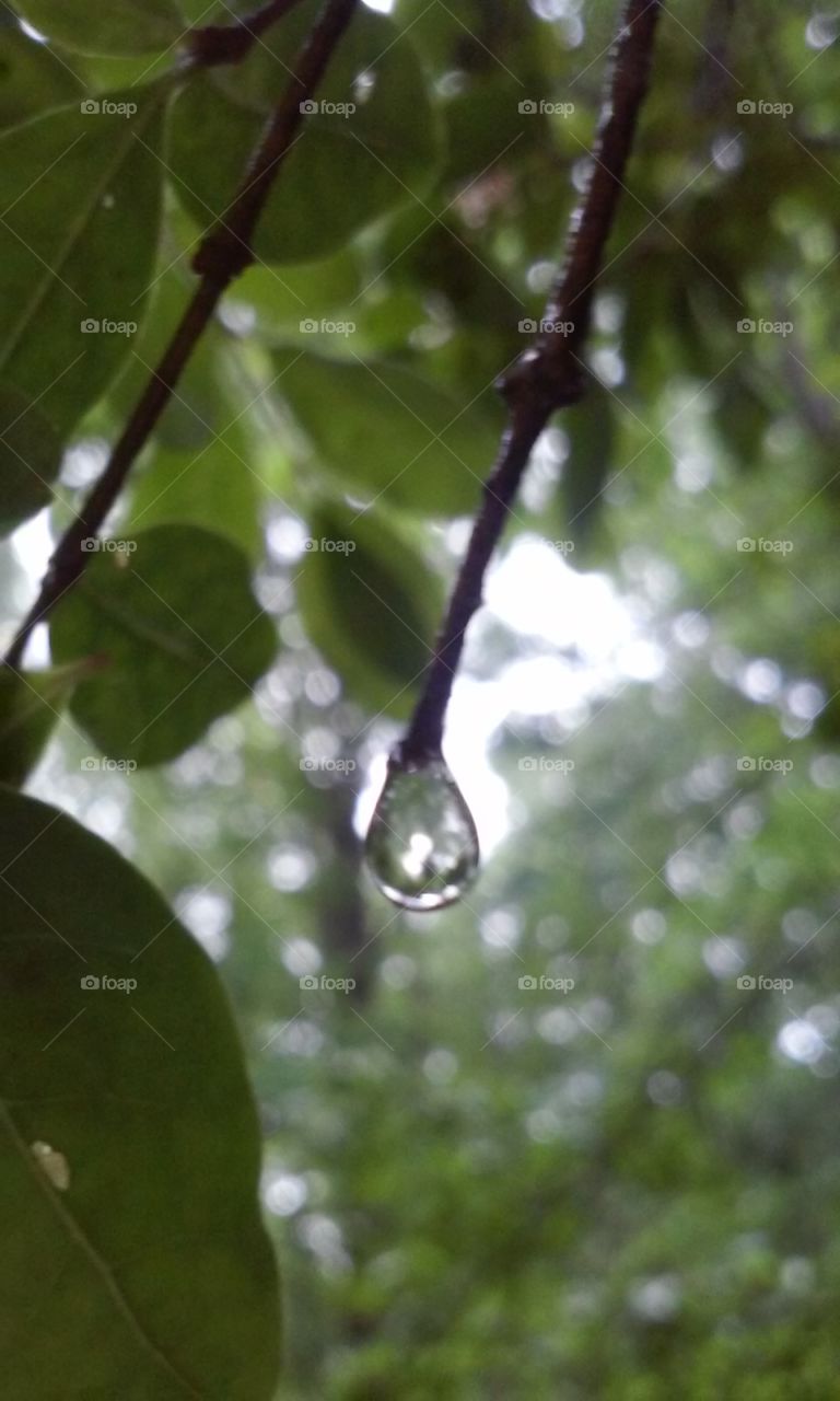 rain drop
