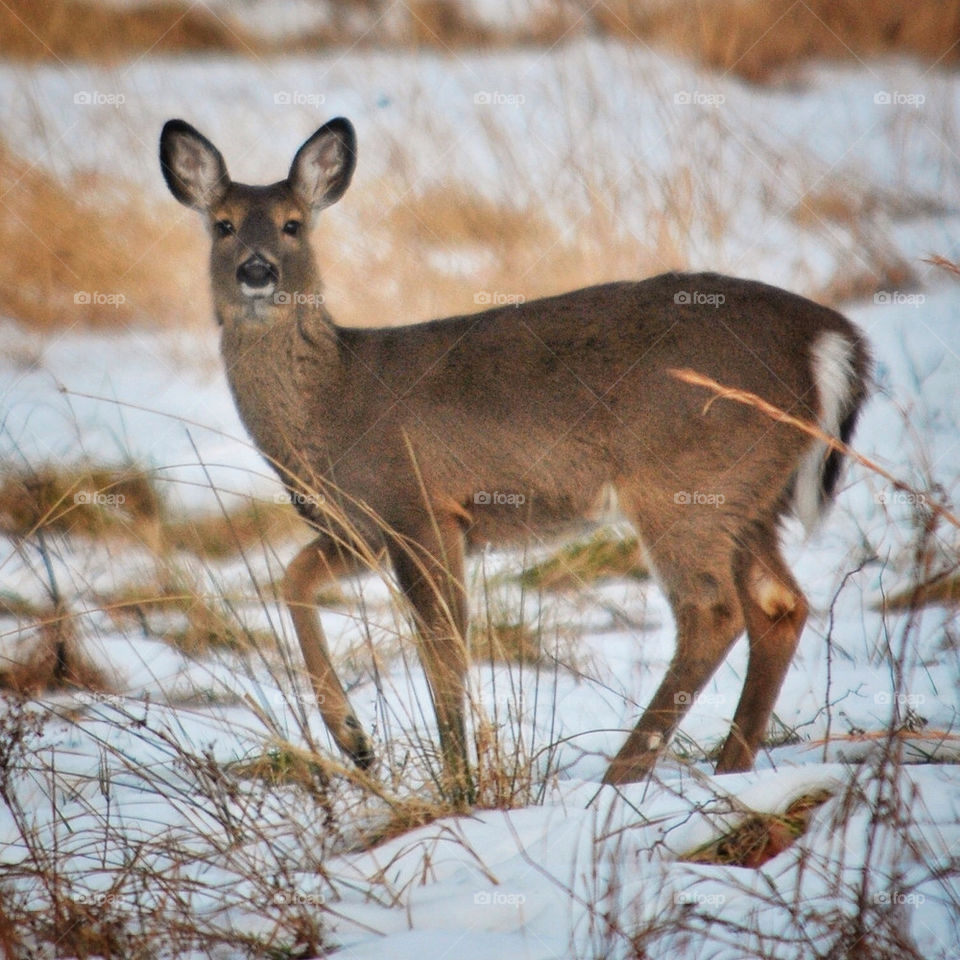Whitetail Deer in the Winter Landscape.