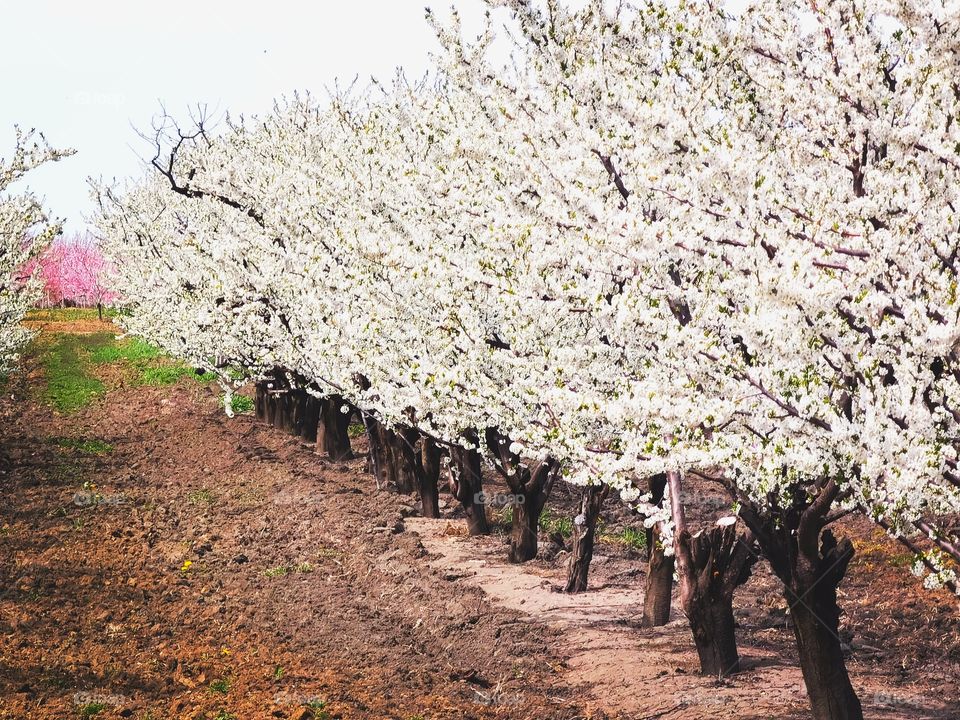 Niagara on the lake orchards
