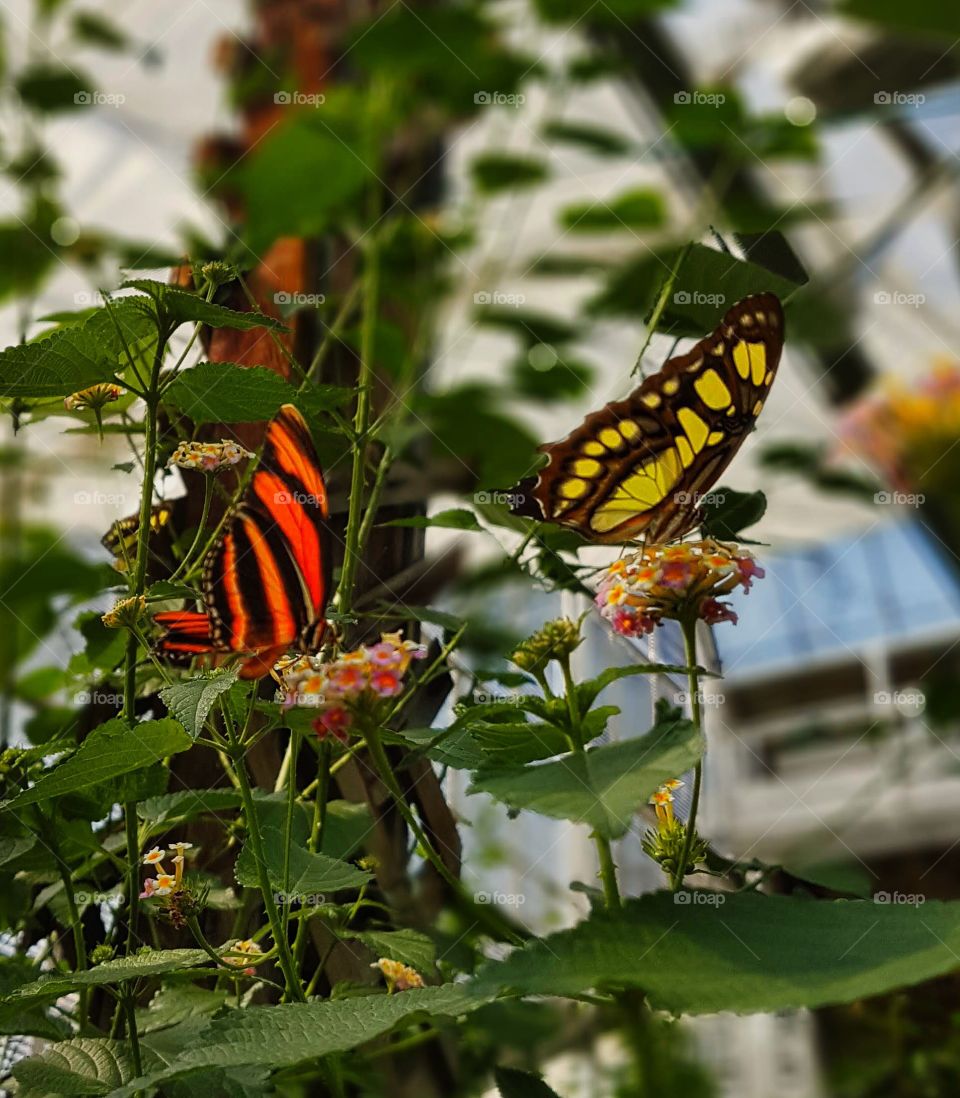 Yellow and red butterfly drinking nectar.