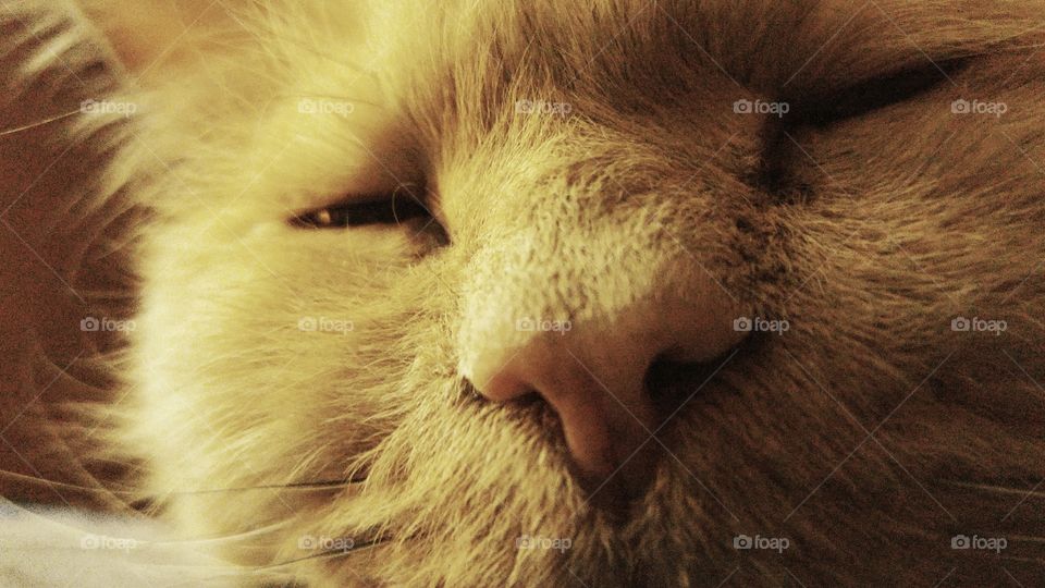 Up close Cat. our photogenic kitty named Huxley