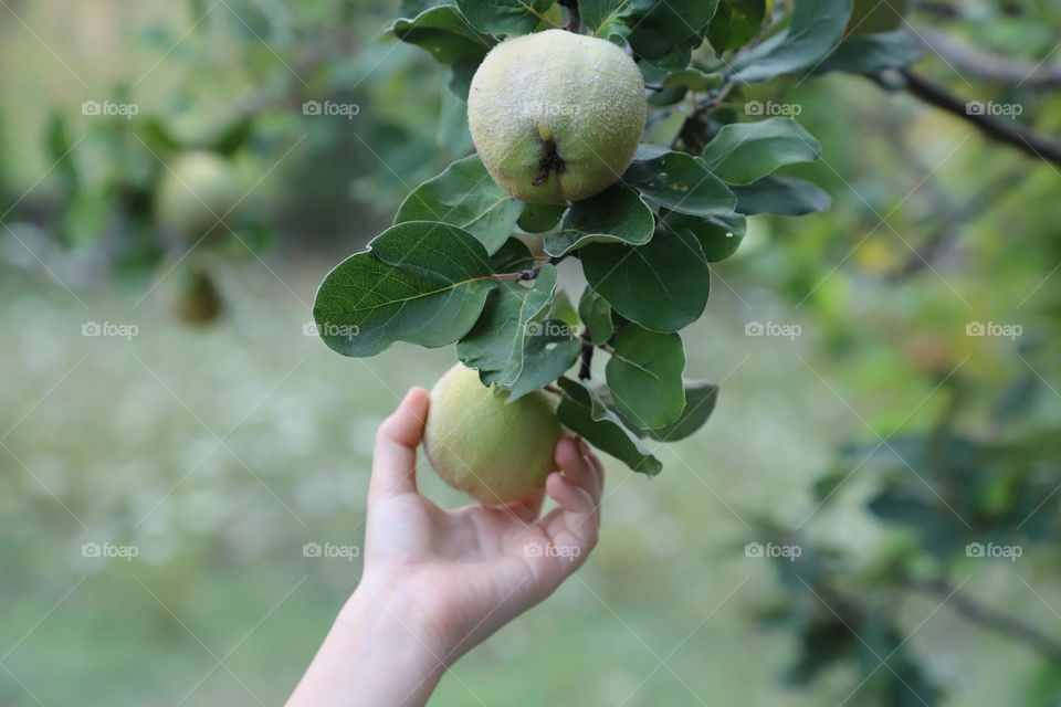 Hand reaching to pick up quince from the tree