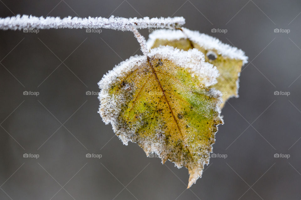 Close-up of frosty plant
