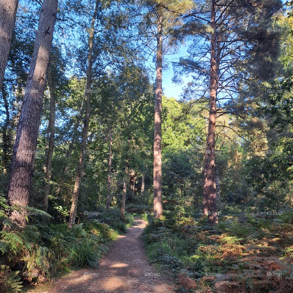 dappled aftwrnoon sunlight through trees and pathway