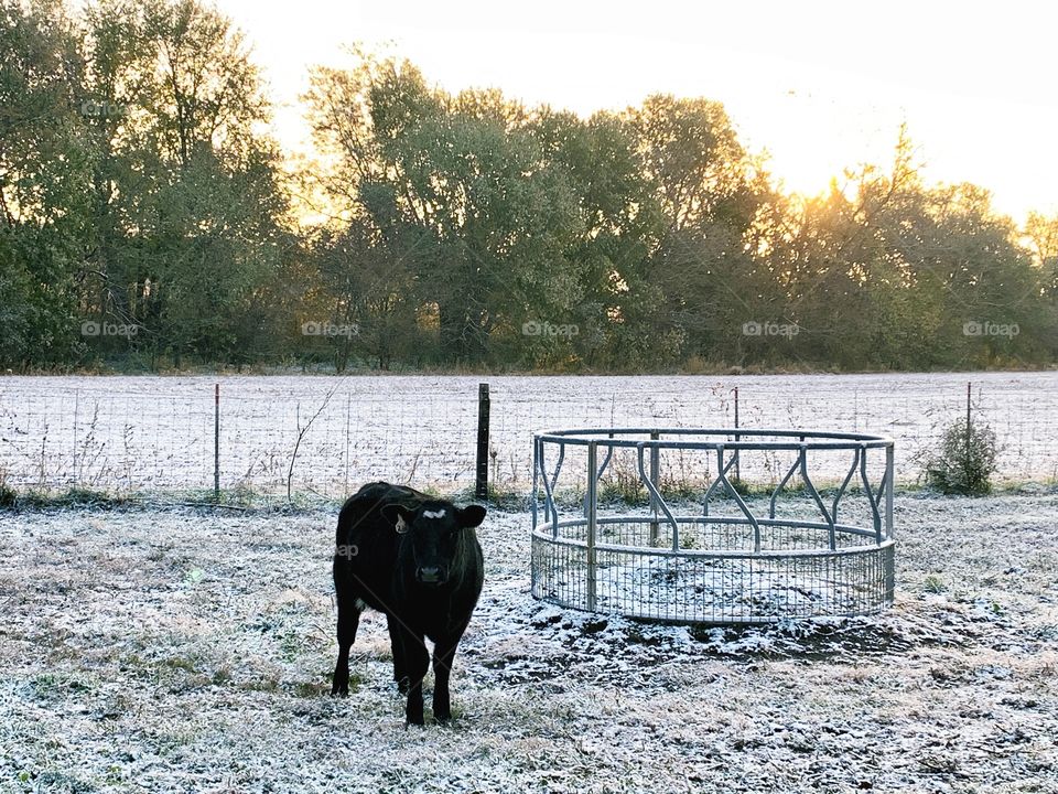A lone heifer stands by an empty hay feeder in a snow-covered cattle enclosure against a backlit grove of trees 