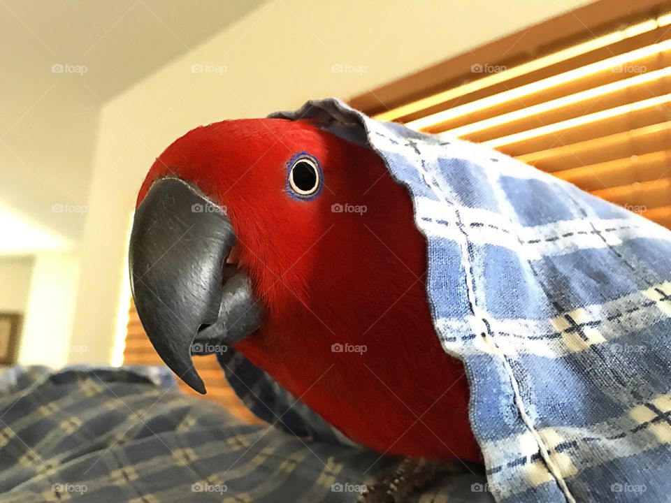 Peek a Boo Parrot 