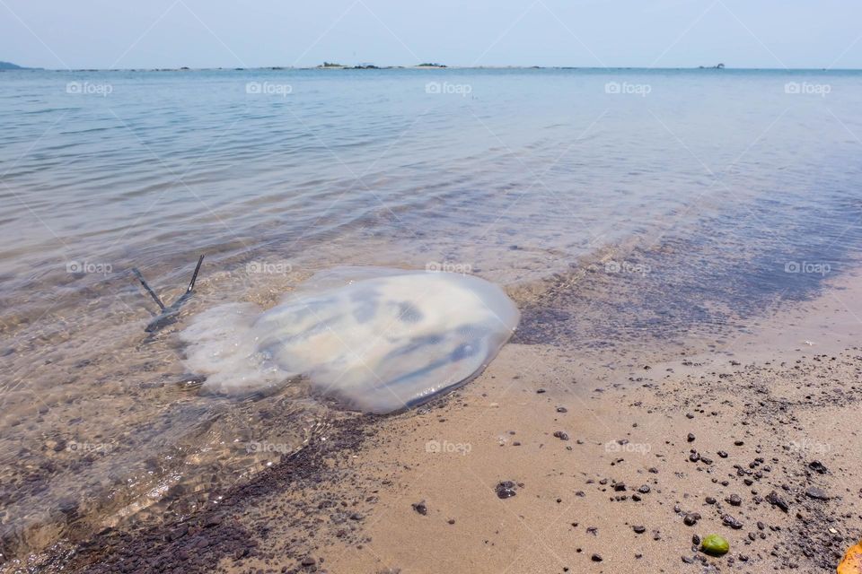 jellyfish washed up on the beach