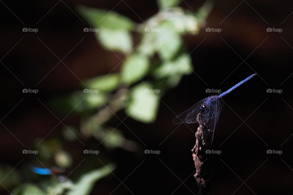 Blue Denim Dropwing Dragonfly (Trithemis donaldsoni) Perched In Dark Forest, Limpopo, South Africa