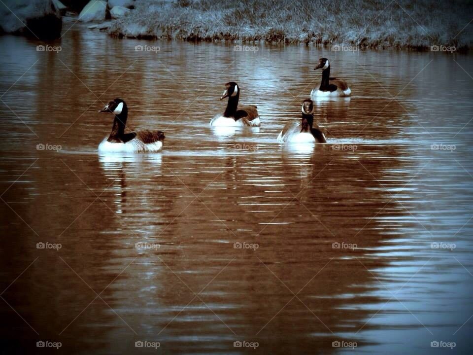 Geese in the Pond
