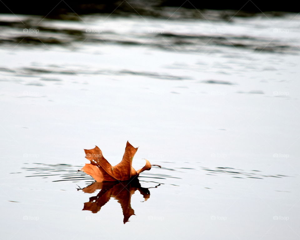 Floating  Leaf