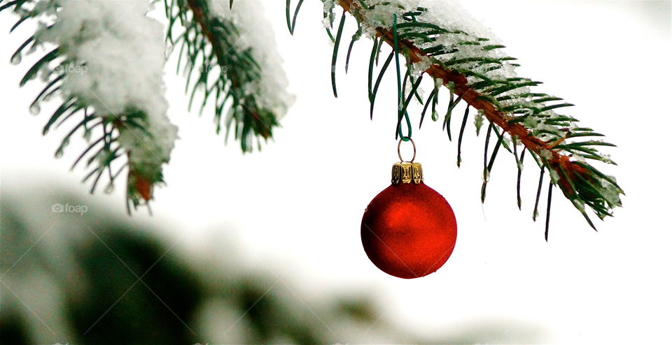 A single red bulb captured outside on a snowy day during the winter months. 