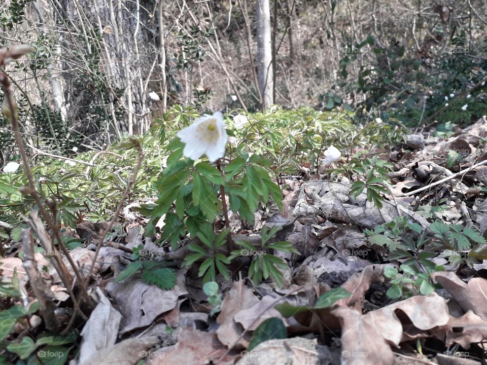 springtime in the wood