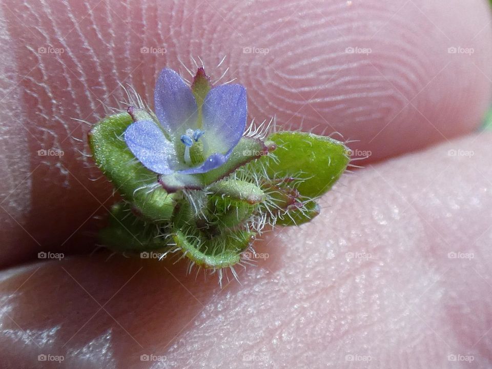 Fingerprints and blue wonderful flower