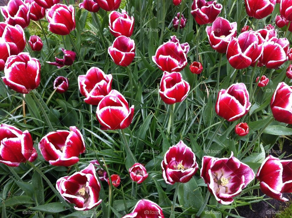 Keukenhoff Tulipe Flowers. Keukenhoff Netherland 2015