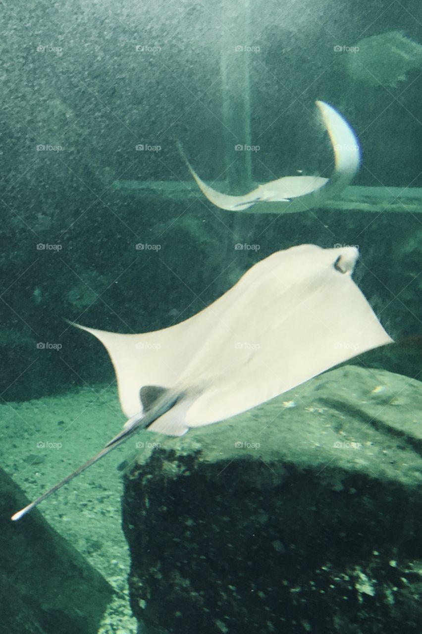 Stingrays of different species in the Santos Aquarium.  Oh awesome animal ... / As arraias de diferentes espécies no Aquário de Santos. Ô bicho impressionante...
📸
#FOTOGRAFIAéNOSSOhobby