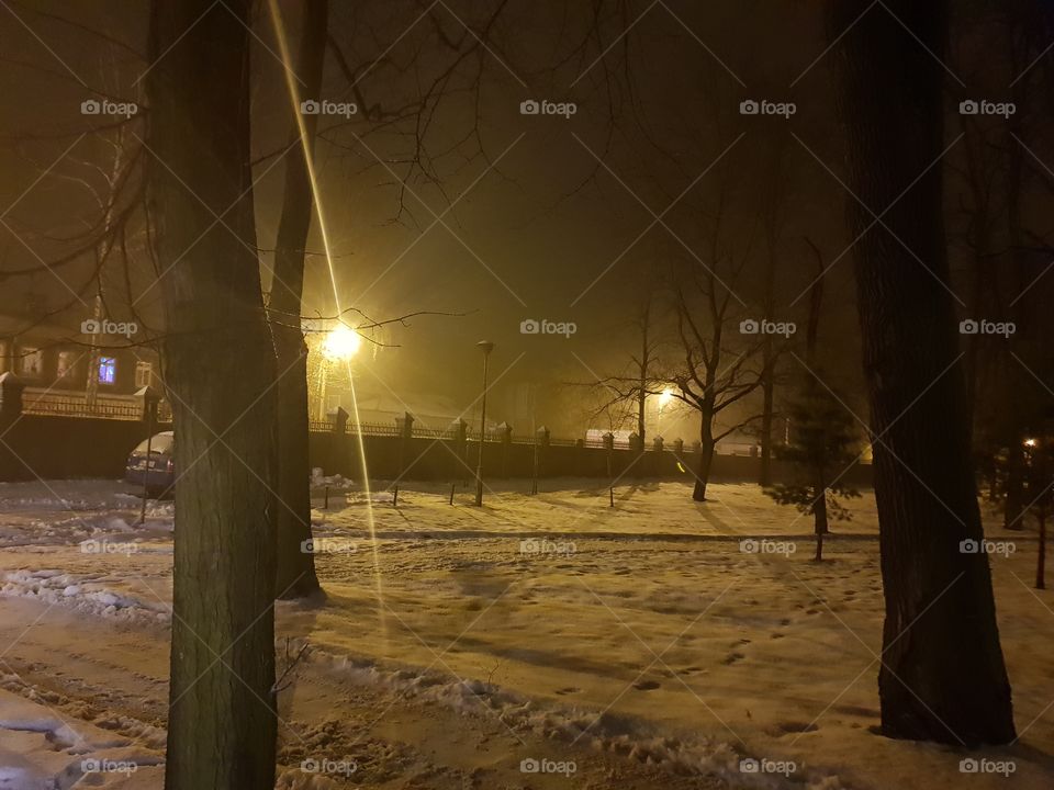 trees in city lights