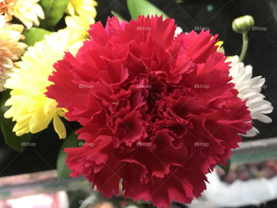 Red flower 