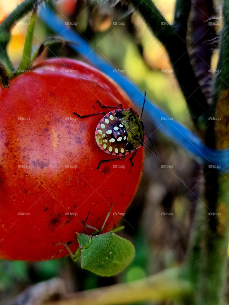 the polka dot bug