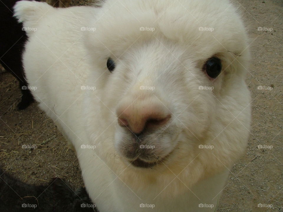 Close-up of cute alpaca