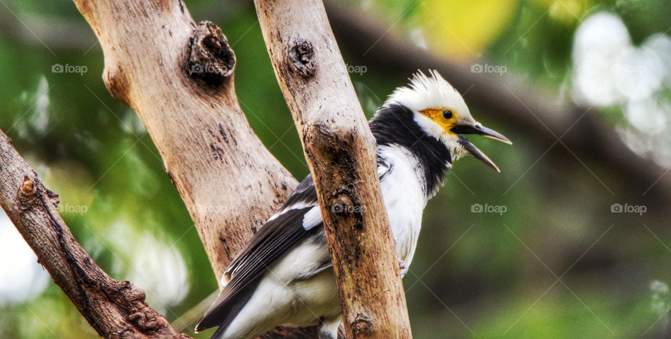 Black collared starling bird