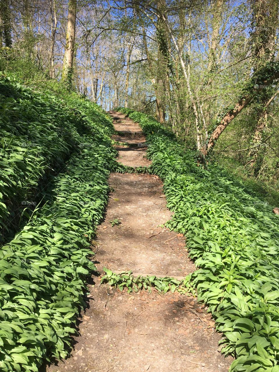 Forest path 