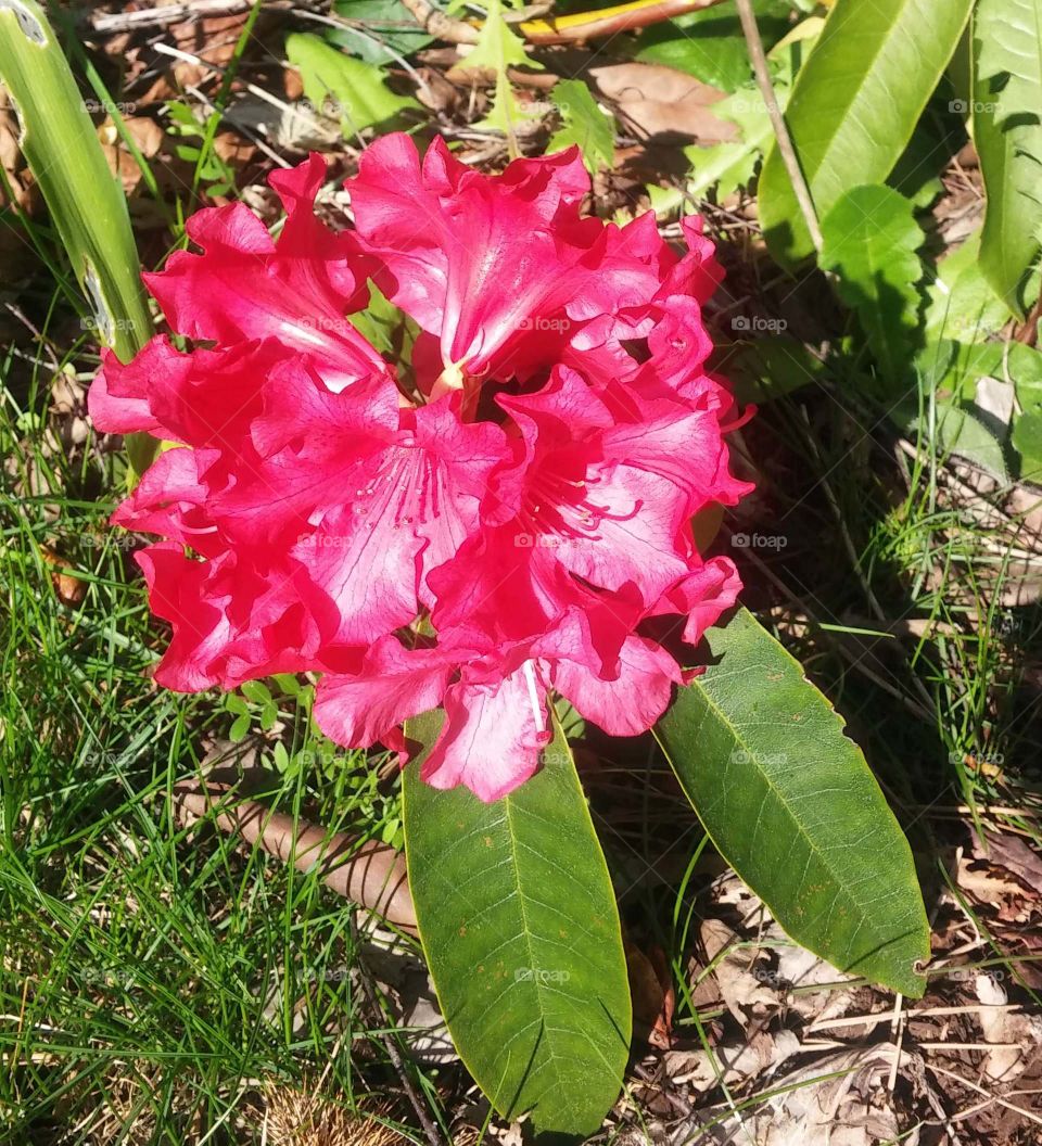 rhododendron . red rhododendron 