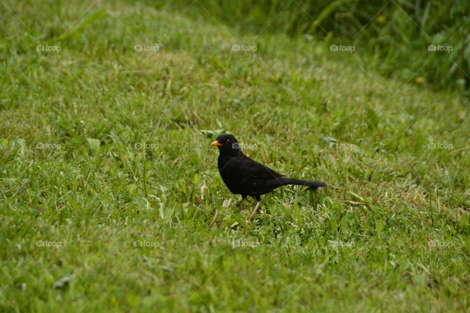 Blackbird