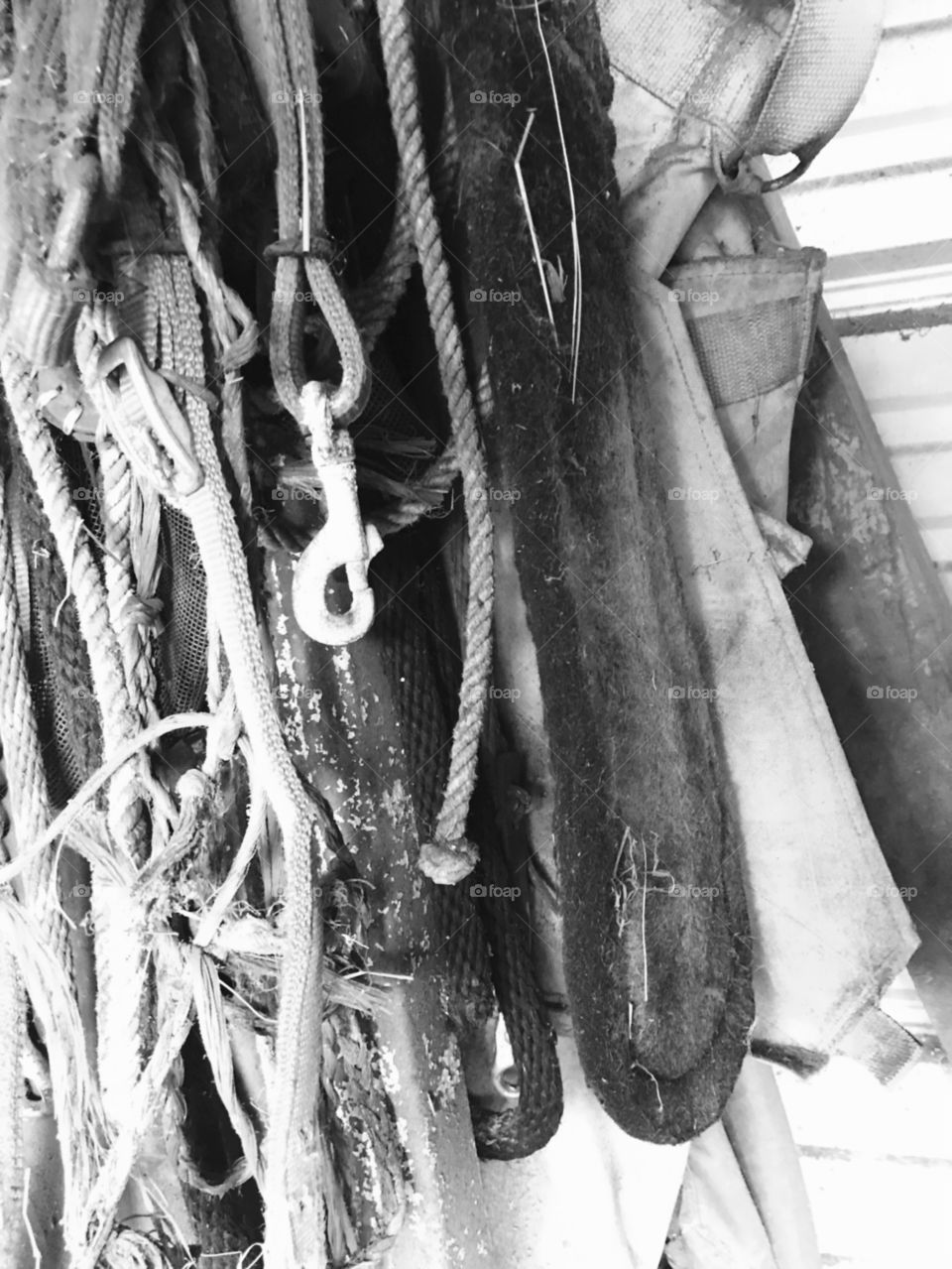 Old horse belly girth, tie down, ropes, snaps, etc. in the woods of South Georgia. 