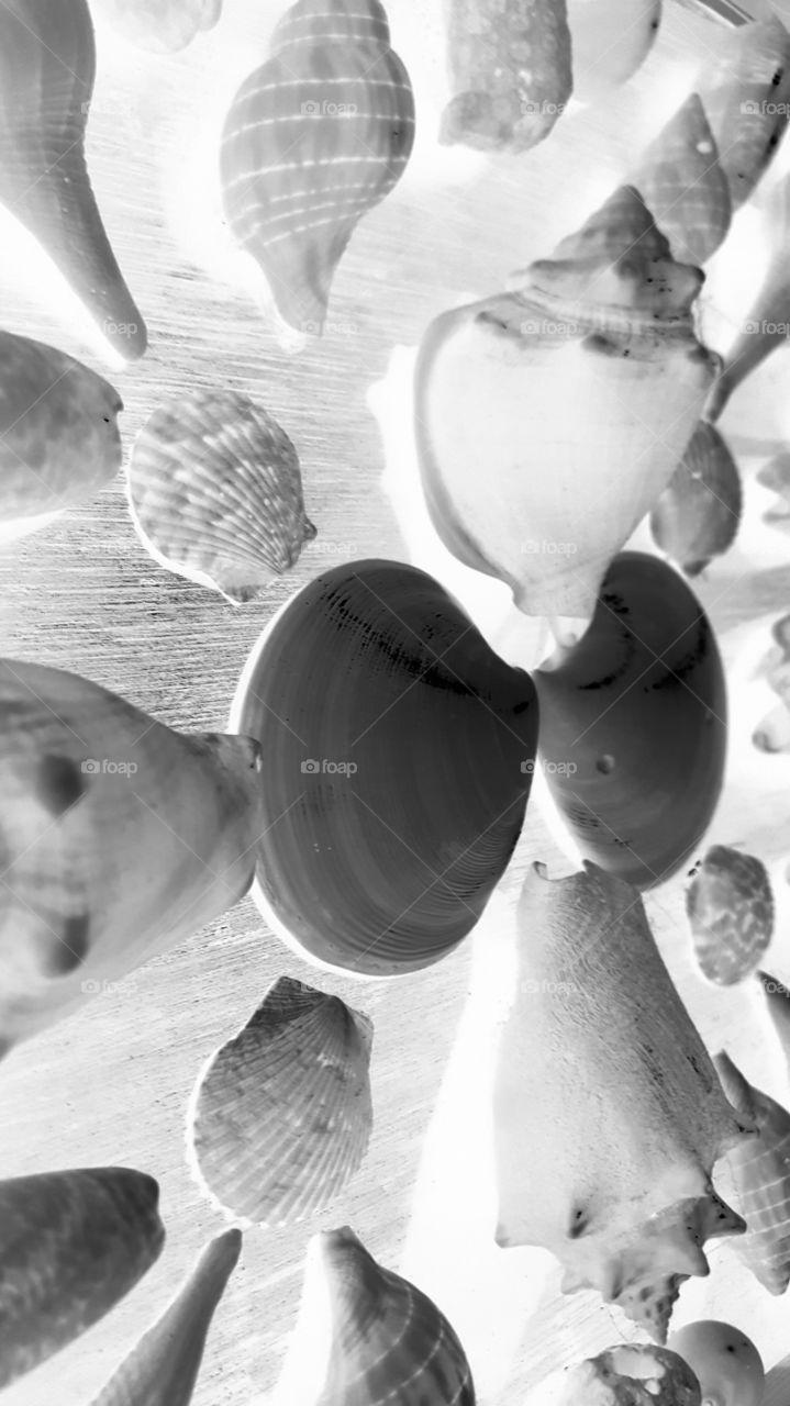 sea shell negative grayscale