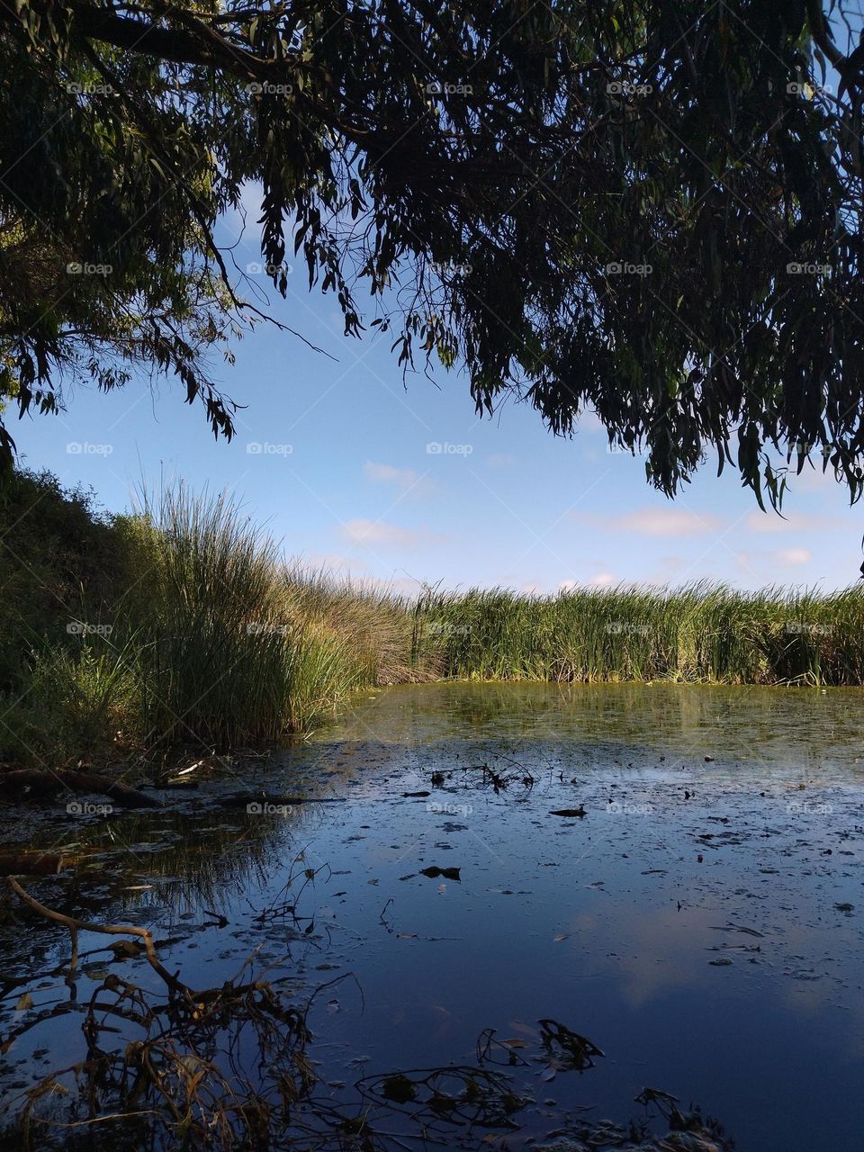 pond beauty