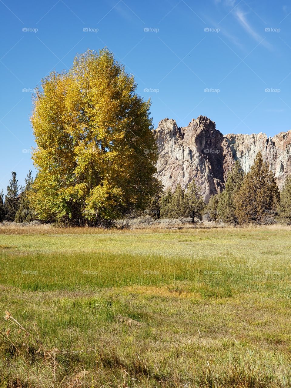 A field with a large tree in glorious fall color with the rugged Smith Rock in the background on a sunny fall day in Central Oregon. 