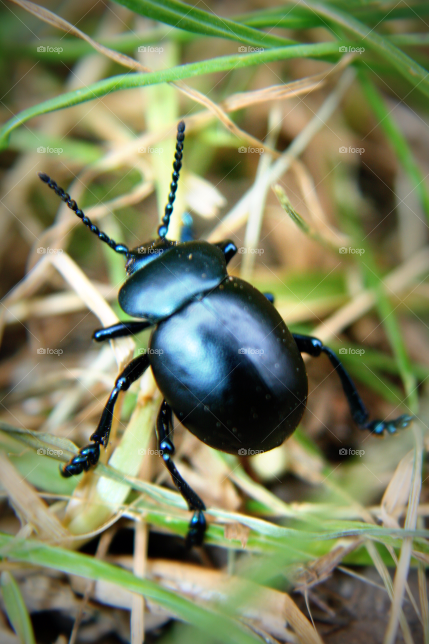 black beetle insect bug by leonbritton123