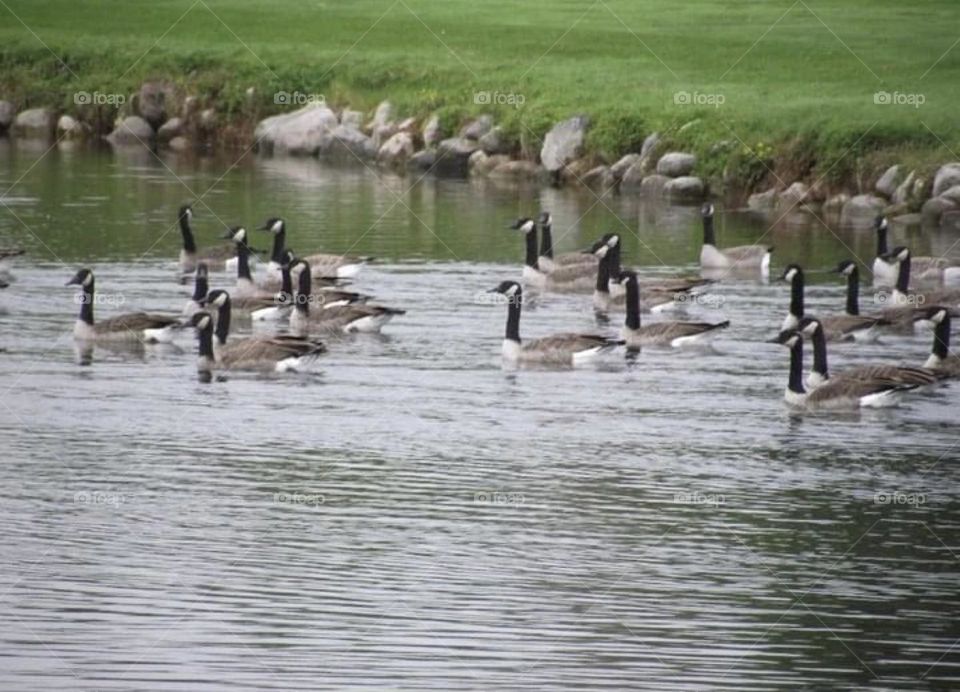 A flock of geese on the pond