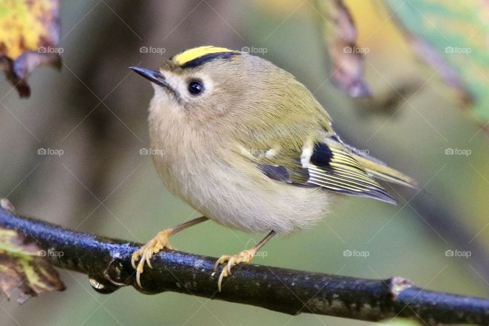 Goldcrest 