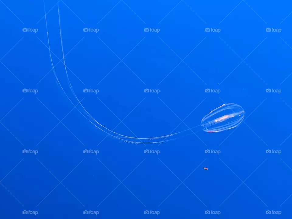 Tiny jellyfish